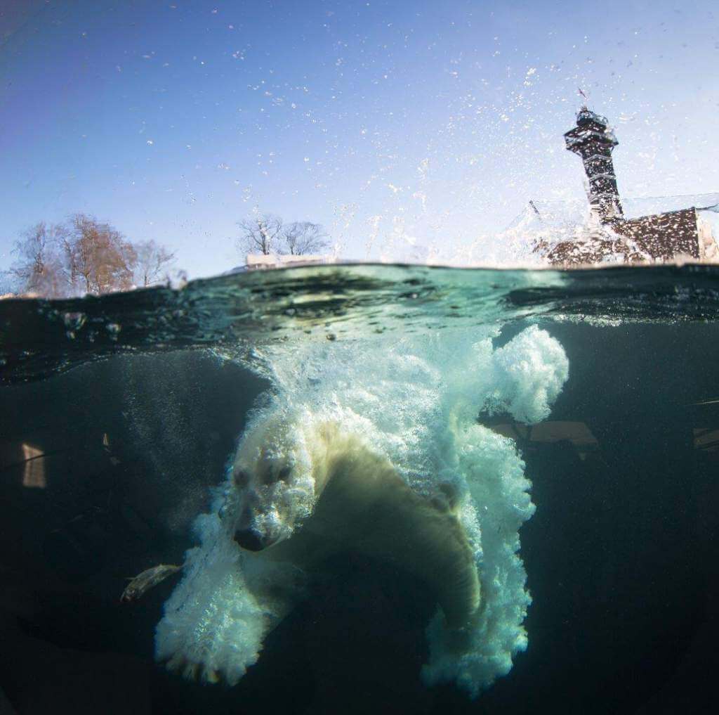 Københavns Zoo